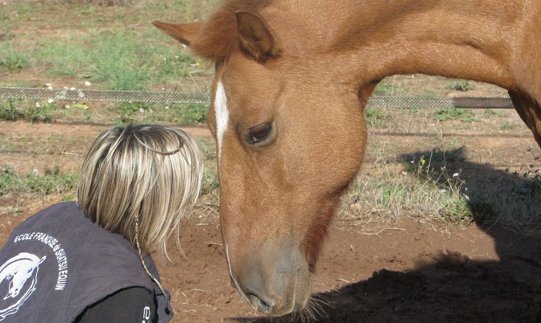 Communication animale