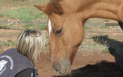 Communication animale