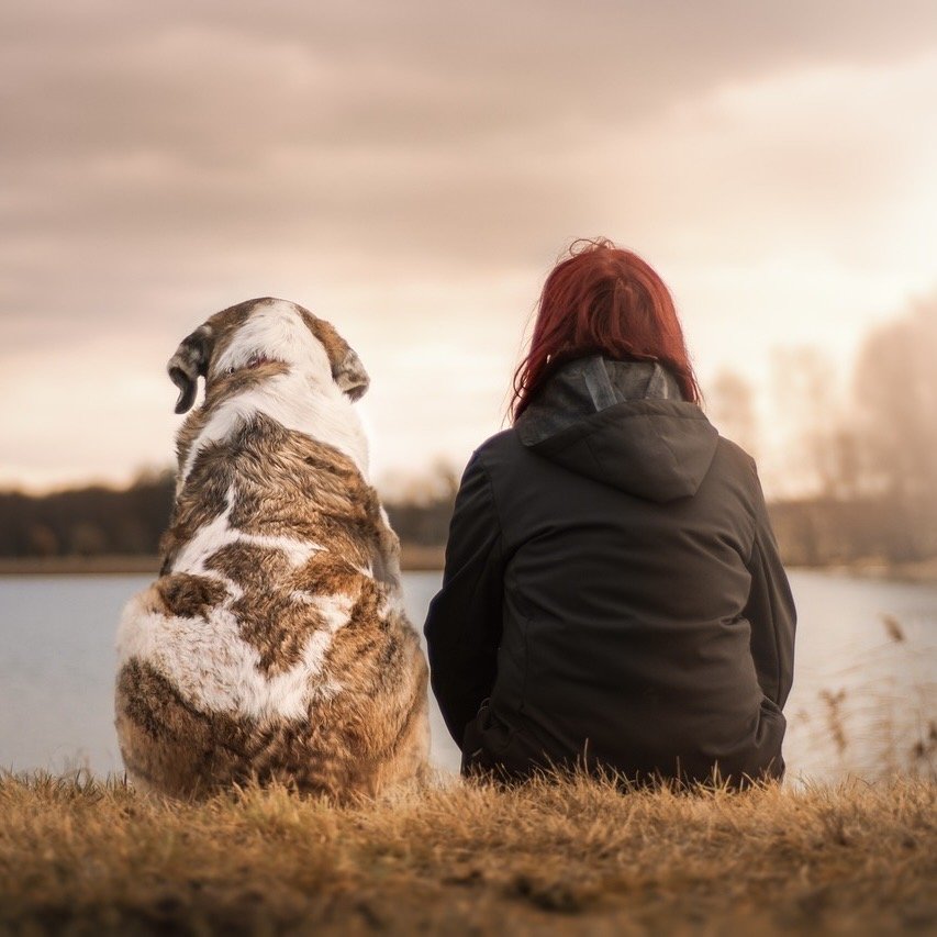 Animaux Miroir Animaux Miroir