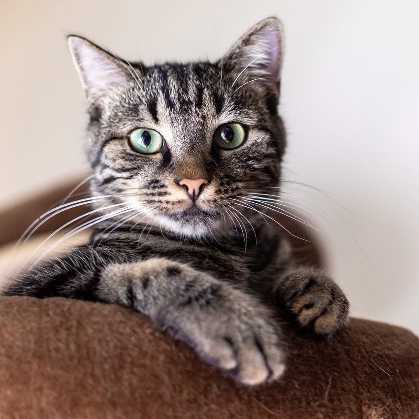 Communication animale Chien en boule le regard embrun de douceur-fin de vie