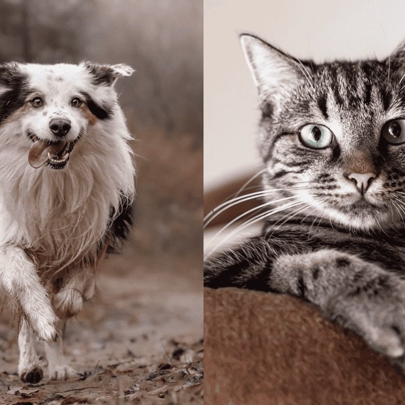 Forfait séance énergétique-lisa palot