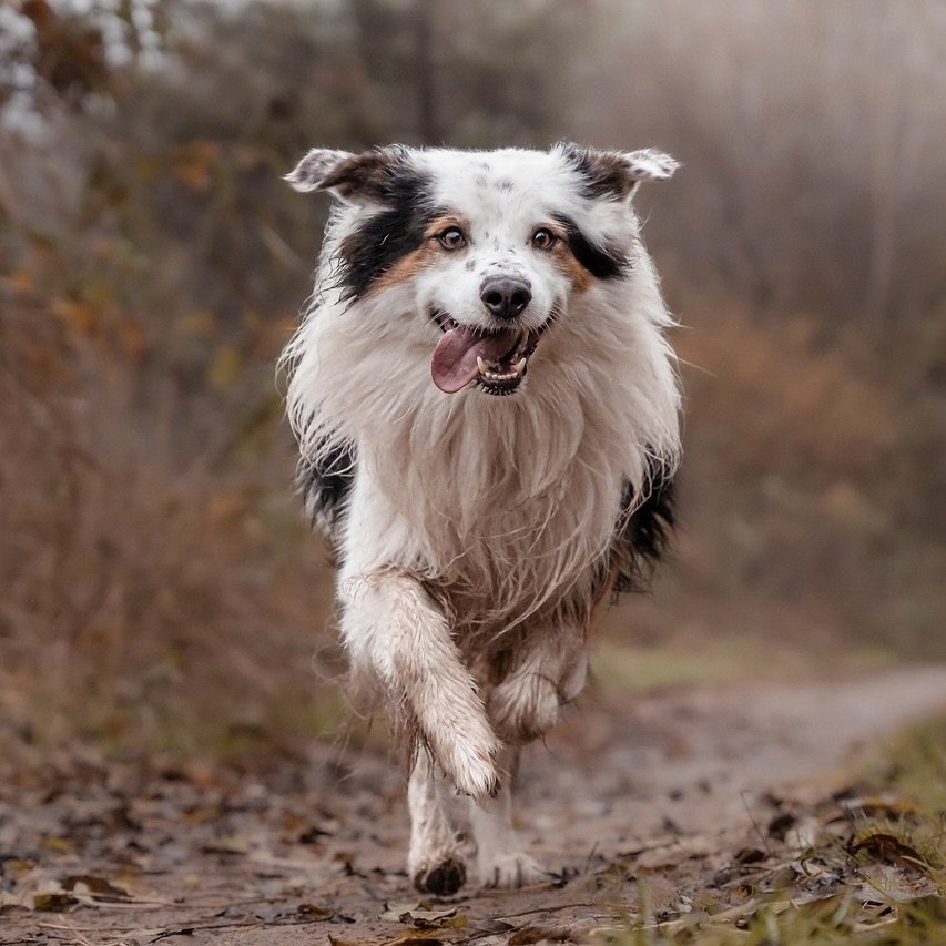 Séance Énergétique animaux Séance énergétique
