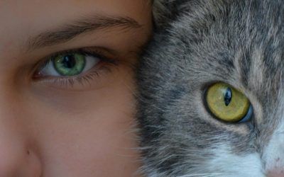 Animal Miroir